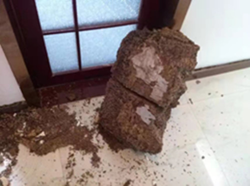 白蚁防治